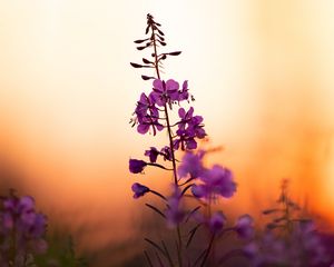 Preview wallpaper flower, petals, purple, focus, sunset, blur