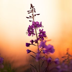 Preview wallpaper flower, petals, purple, focus, sunset, blur