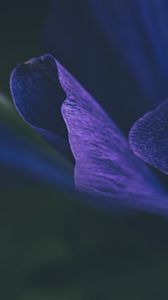 Preview wallpaper flower, petals, purple, macro