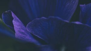 Preview wallpaper flower, petals, purple, macro