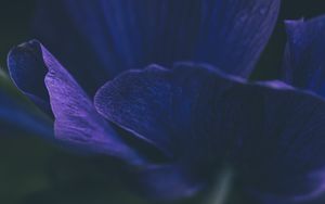 Preview wallpaper flower, petals, purple, macro