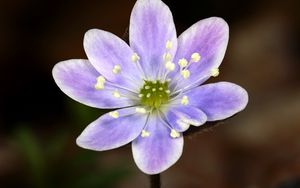 Preview wallpaper flower, petals, purple, macro, plant