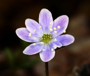 Preview wallpaper flower, petals, purple, macro, plant