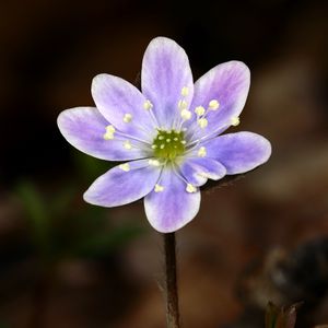 Preview wallpaper flower, petals, purple, macro, plant