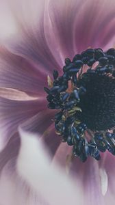 Preview wallpaper flower, petals, purple, macro, blur