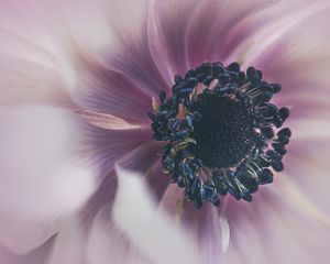 Preview wallpaper flower, petals, purple, macro, blur