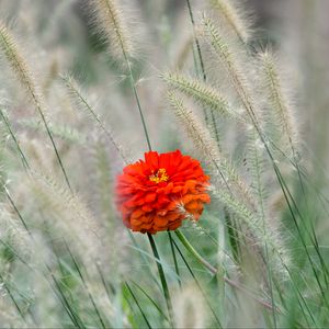 Preview wallpaper flower, petals, red, grass, macro