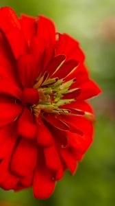 Preview wallpaper flower, petals, red, macro