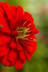 Preview wallpaper flower, petals, red, macro