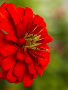 Preview wallpaper flower, petals, red, macro