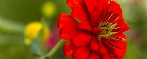 Preview wallpaper flower, petals, red, macro