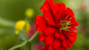 Preview wallpaper flower, petals, red, macro