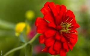 Preview wallpaper flower, petals, red, macro