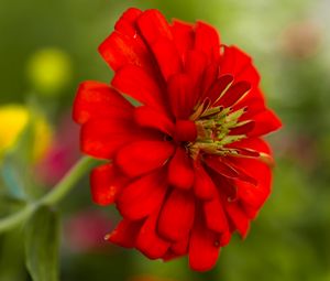 Preview wallpaper flower, petals, red, macro