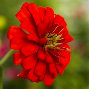 Preview wallpaper flower, petals, red, macro