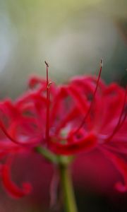 Preview wallpaper flower, petals, red, stamens