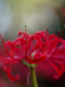 Preview wallpaper flower, petals, red, stamens