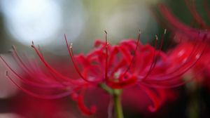 Preview wallpaper flower, petals, red, stamens