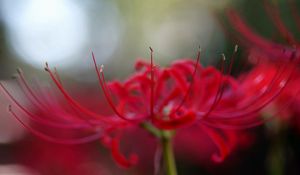 Preview wallpaper flower, petals, red, stamens