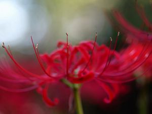 Preview wallpaper flower, petals, red, stamens