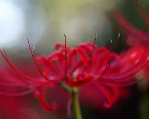 Preview wallpaper flower, petals, red, stamens