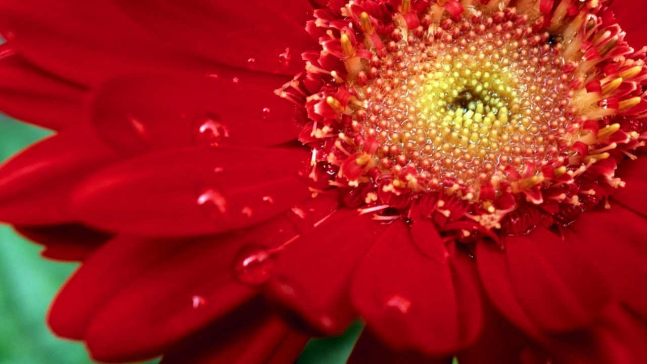 Wallpaper flower, petals, red, drops