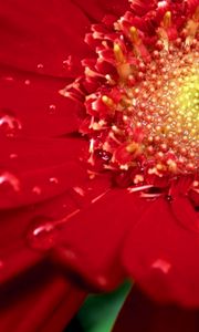 Preview wallpaper flower, petals, red, drops
