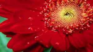 Preview wallpaper flower, petals, red, drops