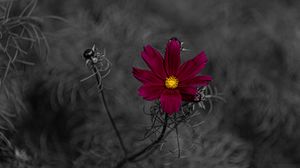 Preview wallpaper flower, petals, red, macro, blur