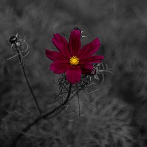 Preview wallpaper flower, petals, red, macro, blur