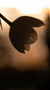 Preview wallpaper flower, petals, shadow, blur, dark