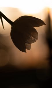Preview wallpaper flower, petals, shadow, blur, dark