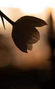 Preview wallpaper flower, petals, shadow, blur, dark