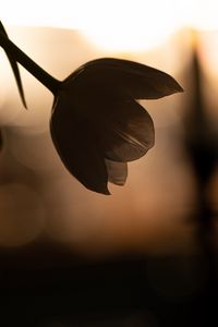 Preview wallpaper flower, petals, shadow, blur, dark