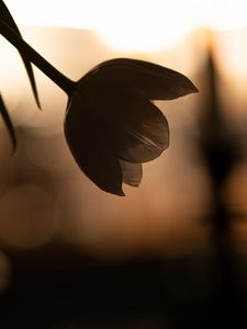 Preview wallpaper flower, petals, shadow, blur, dark
