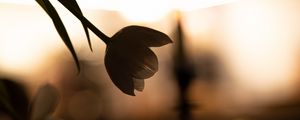 Preview wallpaper flower, petals, shadow, blur, dark