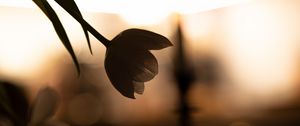 Preview wallpaper flower, petals, shadow, blur, dark