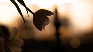 Preview wallpaper flower, petals, shadow, blur, dark
