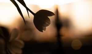 Preview wallpaper flower, petals, shadow, blur, dark