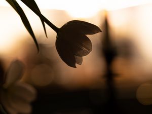 Preview wallpaper flower, petals, shadow, blur, dark