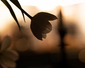 Preview wallpaper flower, petals, shadow, blur, dark