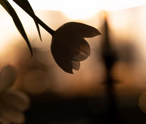 Preview wallpaper flower, petals, shadow, blur, dark