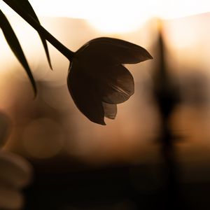 Preview wallpaper flower, petals, shadow, blur, dark
