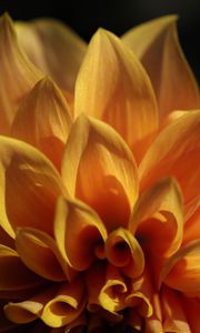 Preview wallpaper flower, petals, shadows, light, macro, yellow