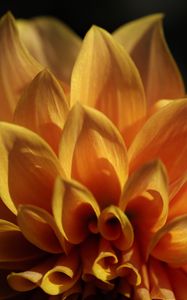 Preview wallpaper flower, petals, shadows, light, macro, yellow