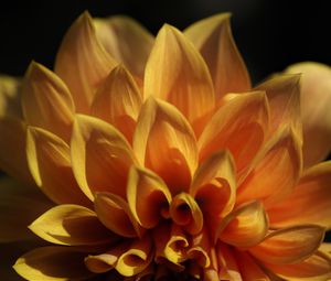 Preview wallpaper flower, petals, shadows, light, macro, yellow