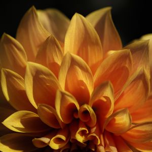 Preview wallpaper flower, petals, shadows, light, macro, yellow