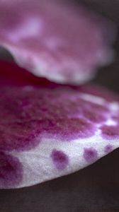 Preview wallpaper flower, petals, spots, pink, macro