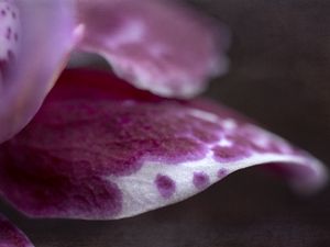 Preview wallpaper flower, petals, spots, pink, macro