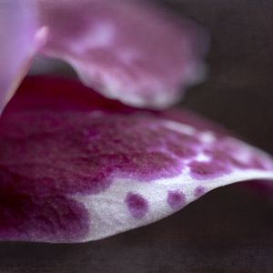 Preview wallpaper flower, petals, spots, pink, macro